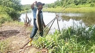 Jgn main2 mancing di sungei liar tempatnya predator toman @Daniyo spot