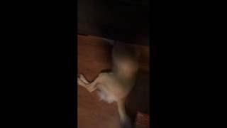 Puppy Determined to Get Ball Stuck Under Couch