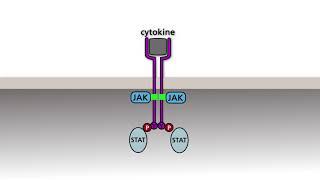 The JAK/STAT pathway