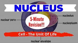 NUCLEUS | Cell - The Unit Of Life | NEET Biology