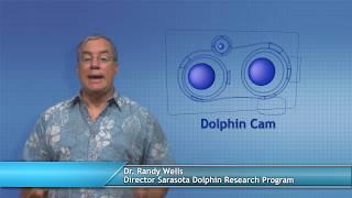 Dolphin Conservation — 5th Grade Curriculum, Part 1
