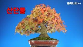 분재,산단풍,소품분재,盆栽,Korean maple,bonsai,단풍나무,분재나라,분재판매, 분재나라tv