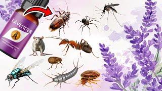 Lavender Oil Secrets to Eliminate Pests - MICE, RODENTS, FLIES,  TICKS, SPIDERS, BEDBUGS, MOSQUITOES