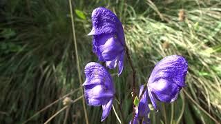 Acónito: Aconitum napellus (www.riomoros.com)