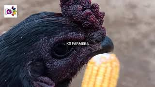 SEVAL VALARPPU POULTRY BREEDING