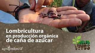 Lombricultura en producción orgánica de caña de azúcar - Suelos Vivos