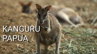KANGURU PAPUA-Kangaroo Papua, Indonesia