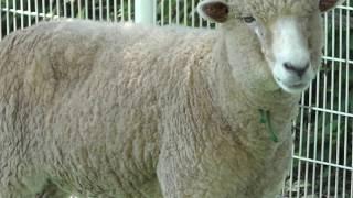 Tokara goat & Sheep (Hiratsuka City Comprehensive park Fureai Zoo, Kanagawa, Japan) August 26, 2018