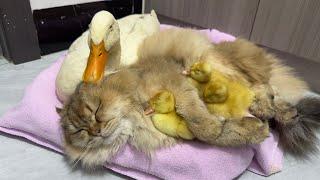 The kitten stole three little ducks! Mother duck is very anxious.It was so funny and cute at the end