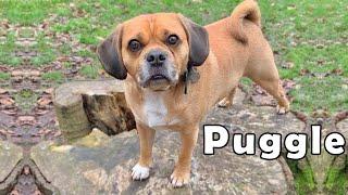 Important Things Only Puggle People Truly Understand | Beagle pug mix facts