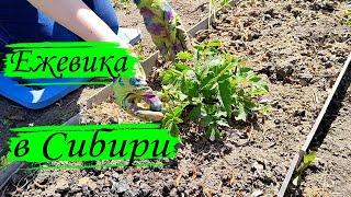 Ежевика в Сибири. Посадка