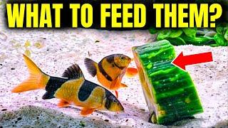 Top 5 Vegetables For Fish You MUST Try