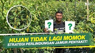 TAMENG KOKOH DIMUSIM HUJAN‼ PERLINDUNGAN MAKSIMAL DARI JAMUR PENYAKIT‼