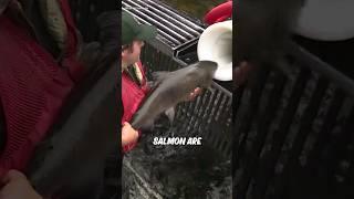 Salmon Cannon