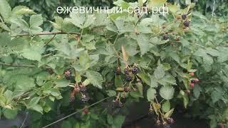 Садовая ежевика Свит Пай.