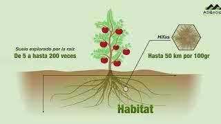 Atlanticell Micomix (Español) - Atlántica Agrícola