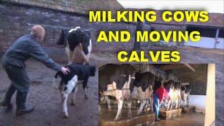 MILKIING COWS AND MOVING CALVES