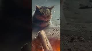 #funny #funnyshorts #funnymemes #memes #cat #pets #cute #fyp#PP