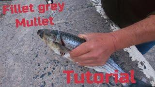 How to Fillet Fish - Grey Mullet!