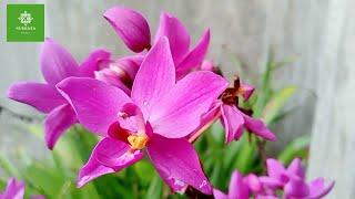 Spathoglottis Plicata Purple| Spathoglottis Orchid | Ground Orchids Care | Ground Orchid Varieties