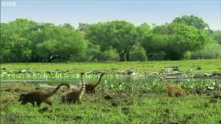 Coatis in Reverse with Jurassic Park Theme