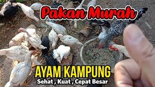 ini rahasianya    ! Pakan Ayam Murah & Perawatan Ayam Kampung biar cepat besar , Sehat Di Cuaca Ding