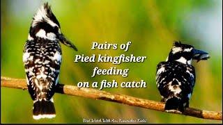 How do kingfishers eat #Ceryle_rudis #Pied_Kingfisher feeding on a fish catch #Natural_footages