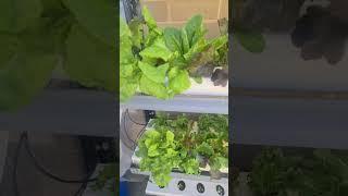 My first batch of lettuce from my Hydrophonics NFT project.  Update as of 26 Aug 2023.