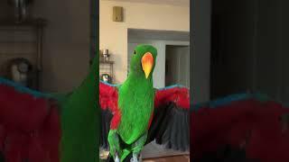 Eclectus Parrot getting extra kisses | #birdlovers