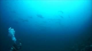 Diving Wolf Island, Galapagos - Shark Savers Germany