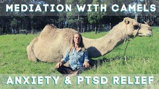 Relieve Anxiety & PTSD | Meditation with Camels