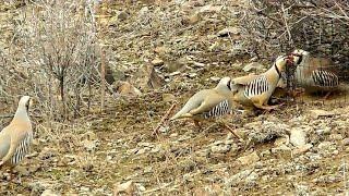 Шикори Кабк Keklik avi tuzakla Охота на куропатка Partridge hunting Kabk shikar شکار کبک Chukar avi