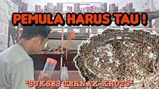 Cara Memperbanyak Koloni Semut Rangrang | How To Multiply Weaver Ant Colony