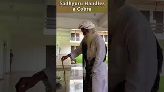 Sadhguru Handles a Cobra | Shorts | Shemaroo Spiritual Life