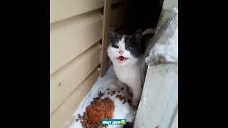 бездомный котенок ищет дом