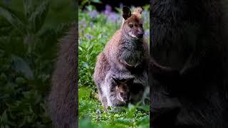 Wildlife Animals |Safari moments | Forest | free hd videos _ no copyright footages