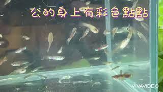 野生孔雀魚