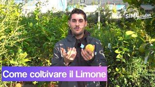 Come curare il limone - coltivare il limone