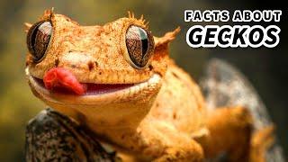 Gecko Facts: Some are LEGLESS? | Animal Fact Files