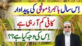 Why production of Hybrid Rice dropped severely this year || Crop Reformer