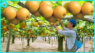 How To Grow And Harvest Millions Of The World's Most Expensive Pear  | Modern Agriculture