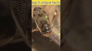 top 5 unique facts  #viralvideo #facts #amazingfact #animal #interestingfact