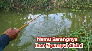 Gak Nyangka !! Mancing di Parit Dangkal Nemu Sarang ikan Nila Berkumpul