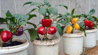 Bell peppers are big and sweet if you Grows them by this method, growing peppers from seeds