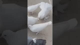 morpiece kabutar pigeons