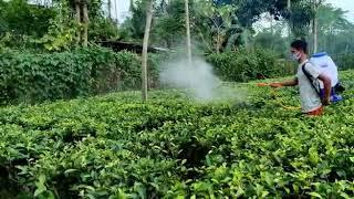 AGROSOFT AS-708 POWER SPRAYER USE IN A TEA GARDEN NEAR MORAN IN ASSAM