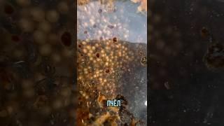 Самые маленькие в мире пчелы- ￼тригоны