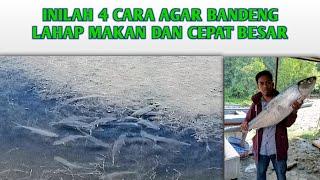 4 CARA AGAR BANDENG CEPAT BESAR DI TAMBAK TRADISIONAL • SEHAT DAN LAHAP MAKAN @JOHNIKHSAN354