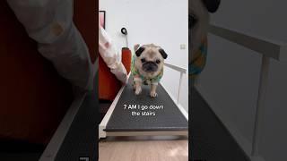 A VERY busy morning in Loulou’s life  (Song by The Holderness Fam) #pug #dog #shorts