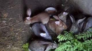 Кормление кролей,как кролики едят ветки деревьев.